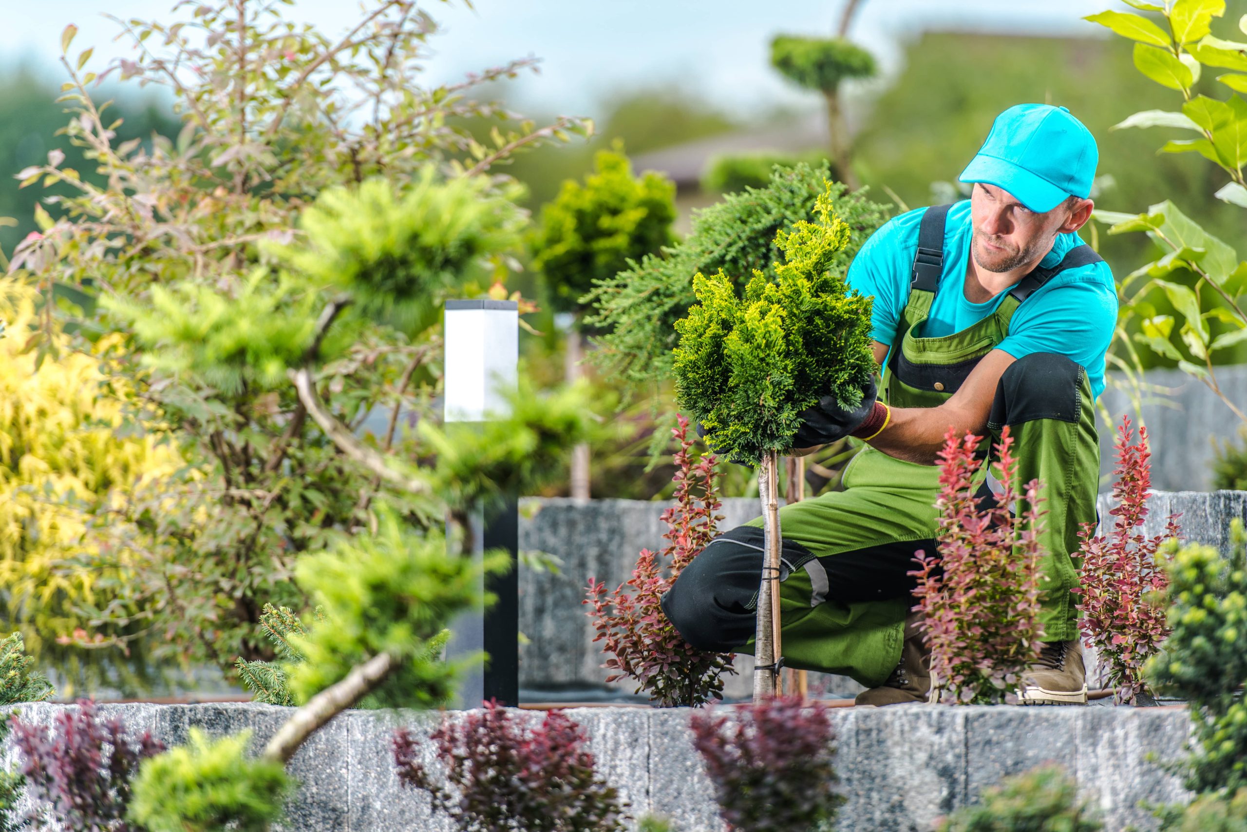 Erkunden optimaler Begleitpflanzungsmethoden für einen florierenden Garten